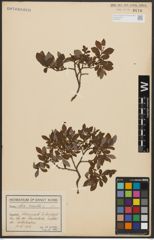 Foto von Salix aurita L.